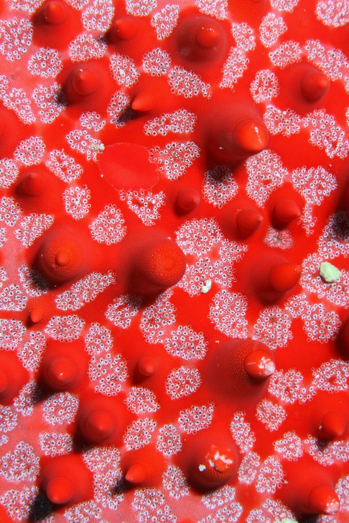 starfish echinoderm 