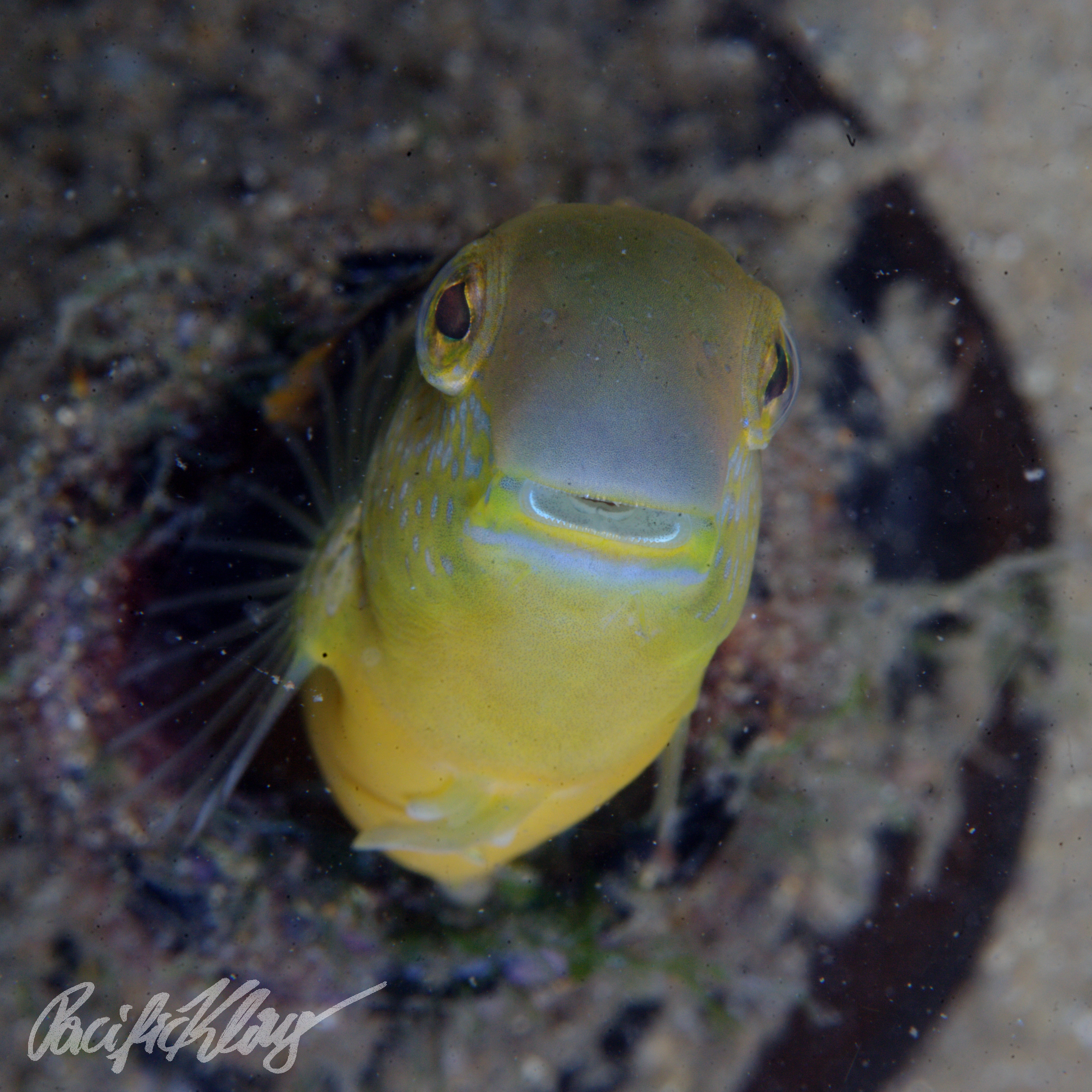 blenny by Pacificklaus