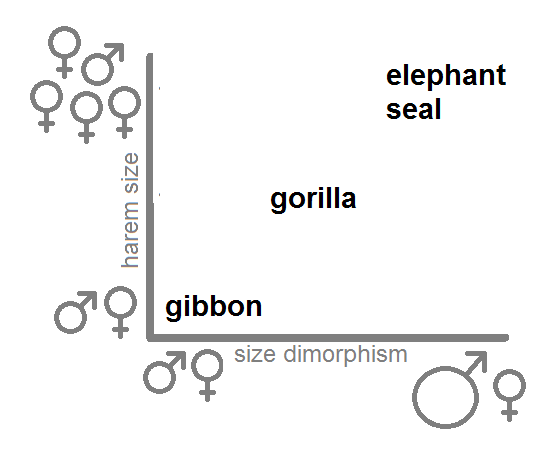 On the vertical axis I have plotted the harem size - how many females per male typically associate in a species of animal.On the horizontal axes I have plotted the difference in size between males and females. And the monogamous gibbons, haremic gorillas, and very haremic elephant seals occupy very different spots in this space.