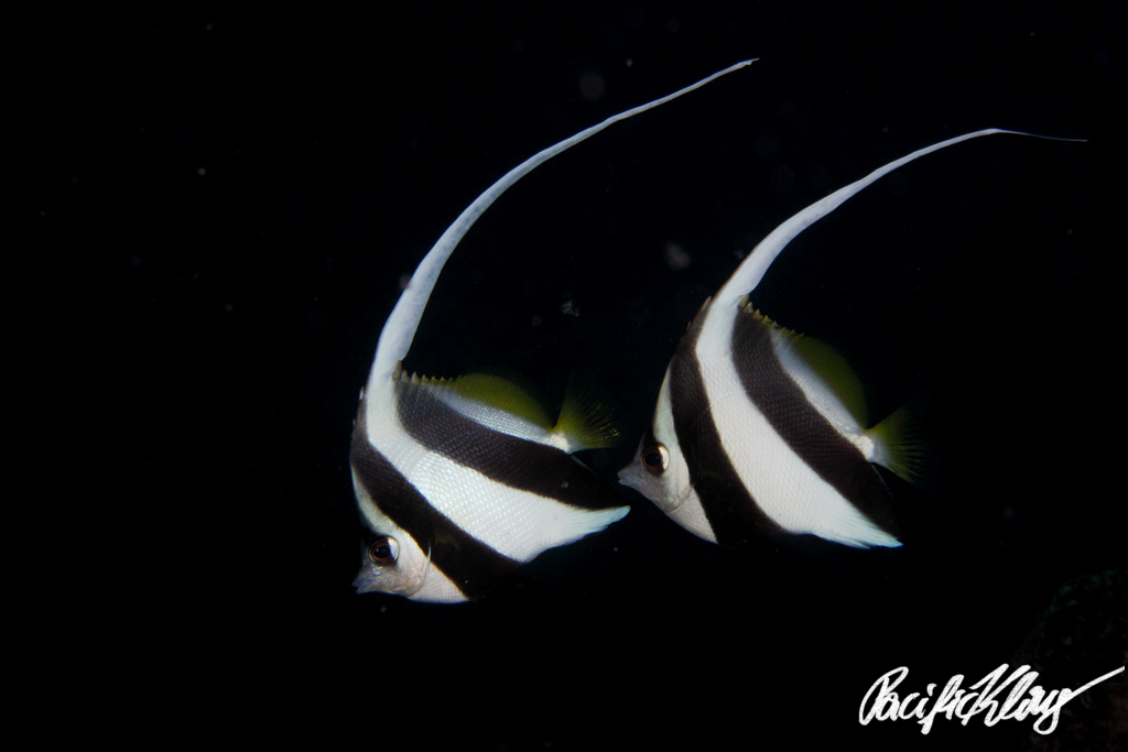 The relationship between size differences between males and females, and mating systems also holds in many non-mammalian vertebrates, such as these bannerfish: about the same size, Mr. and Ms. bannerfish live together monogamously all of their fish lifes.