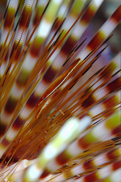The Urchin Shrimp