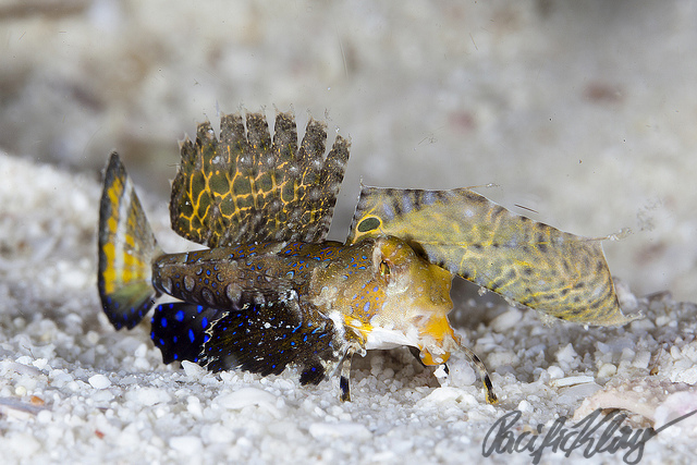 A juvenile fingered dragonet, seen at the Evolution house muck. Click to see all of my pix from my two weeks in Malapascua this year. 