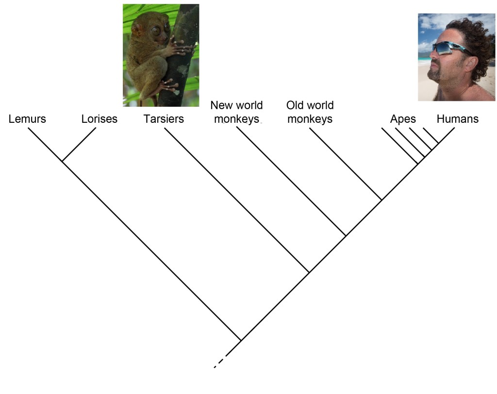 Primate_cladogram