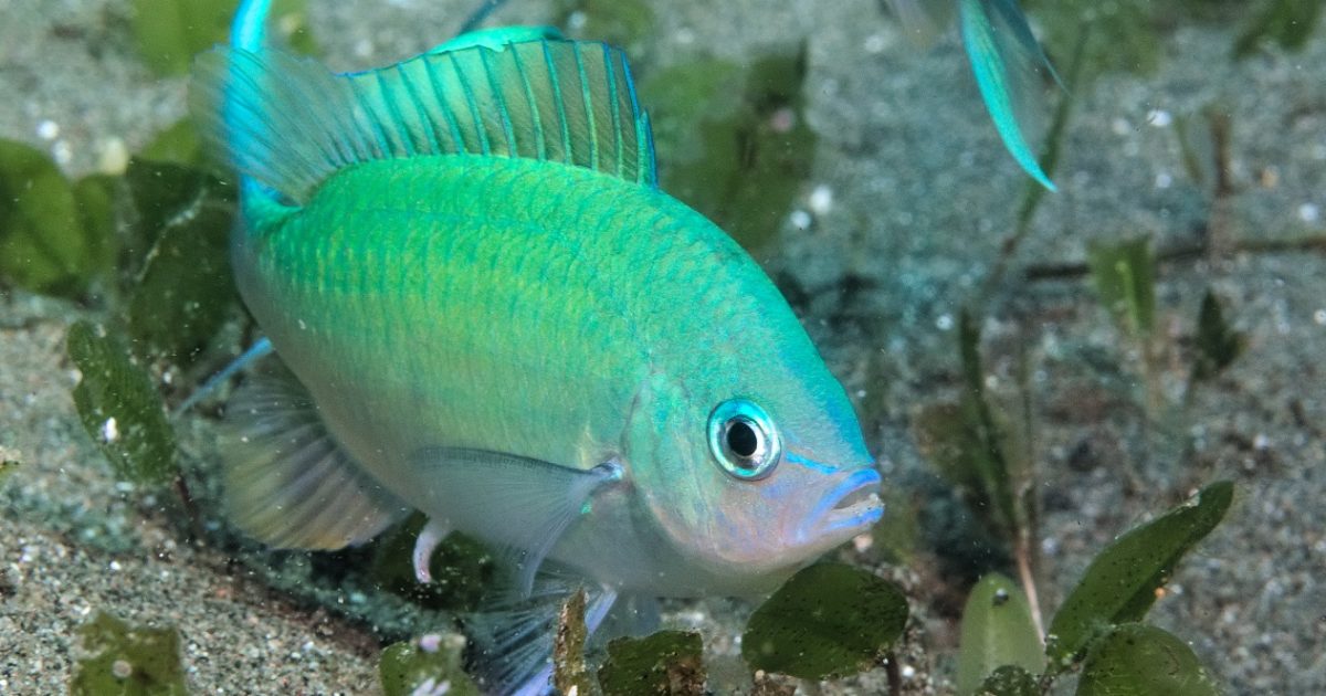 Chromis viridis Mating Aggregation Pacificklaus