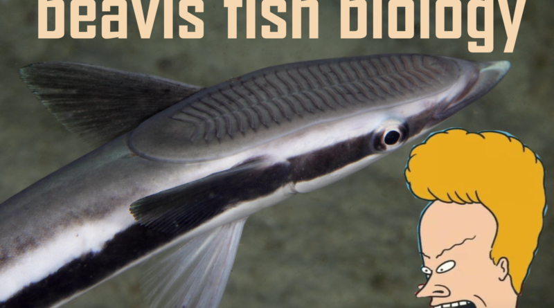 Fish named after Beavis